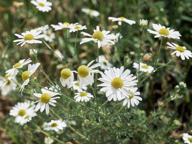 DIY: Chamomile & calendula soap (sensitive skin)