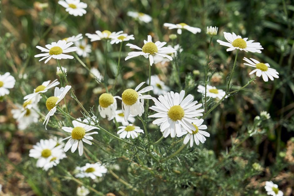 DIY: Chamomile & calendula soap (sensitive skin)