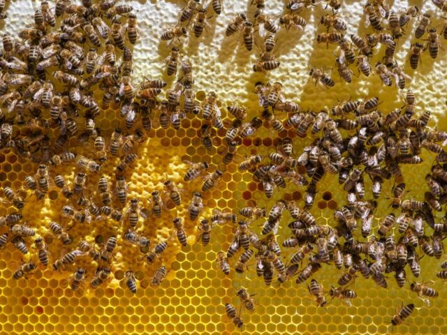 Bienenwachstücher