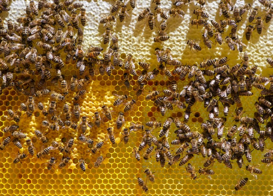 Bienenwachstücher