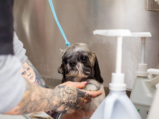 Mildes Hundeshampoo (Basis)