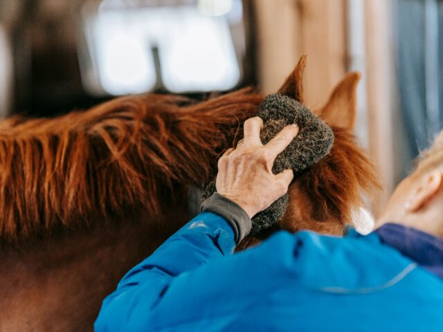 Shampoing pour cheval (doux)