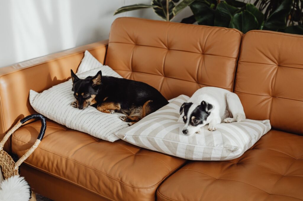 Pet hair remover (upholstery)