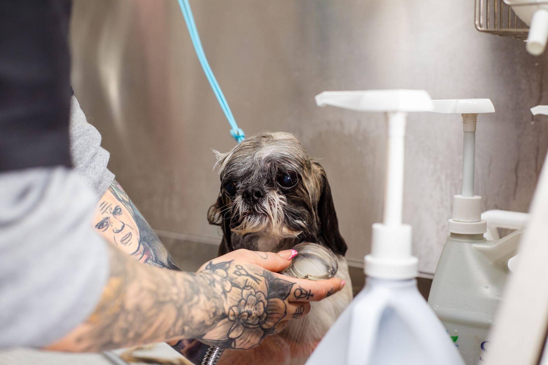Hund wird sanft mit Shampoo gebadet