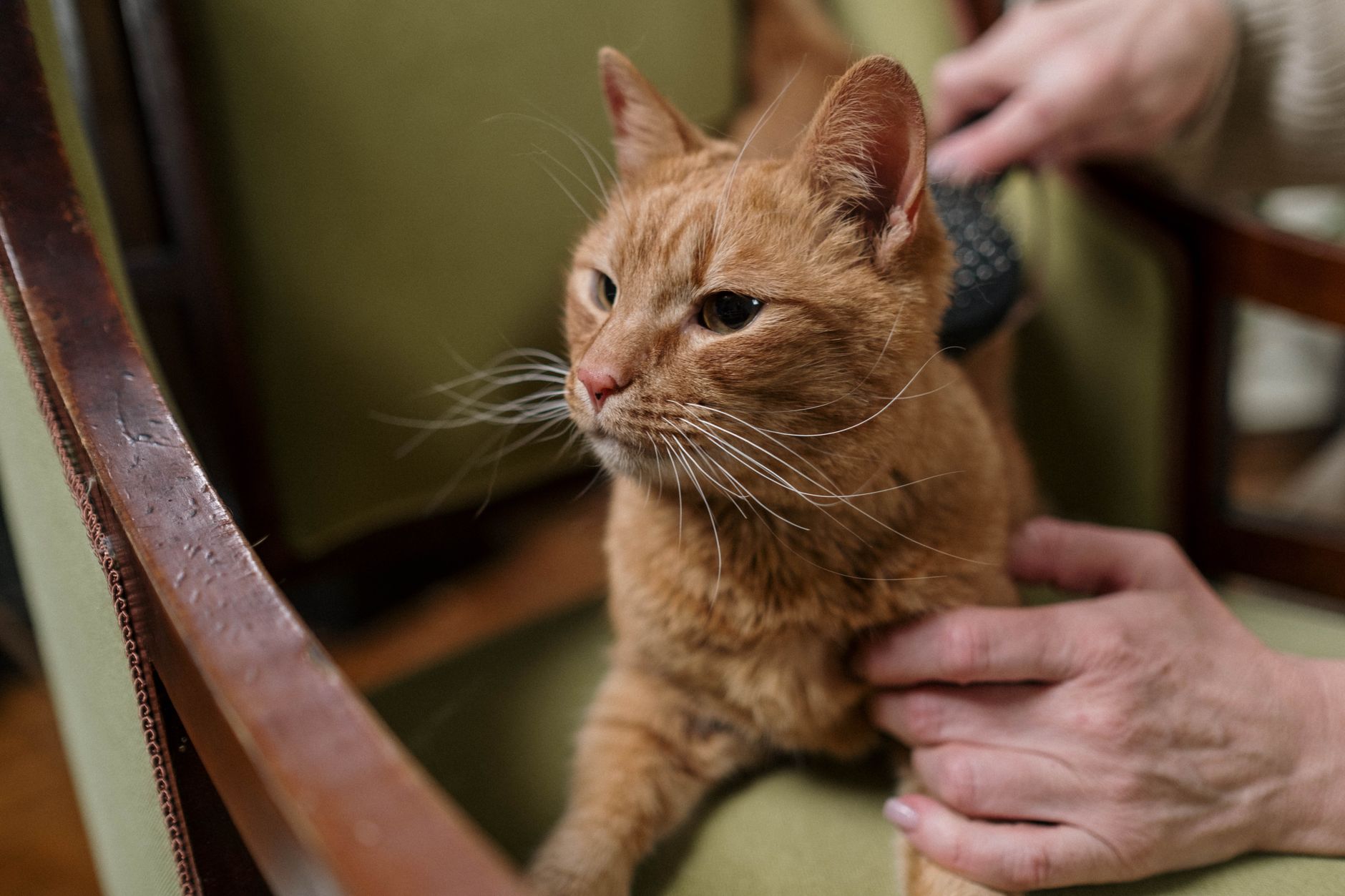 Katze wird gebürstet