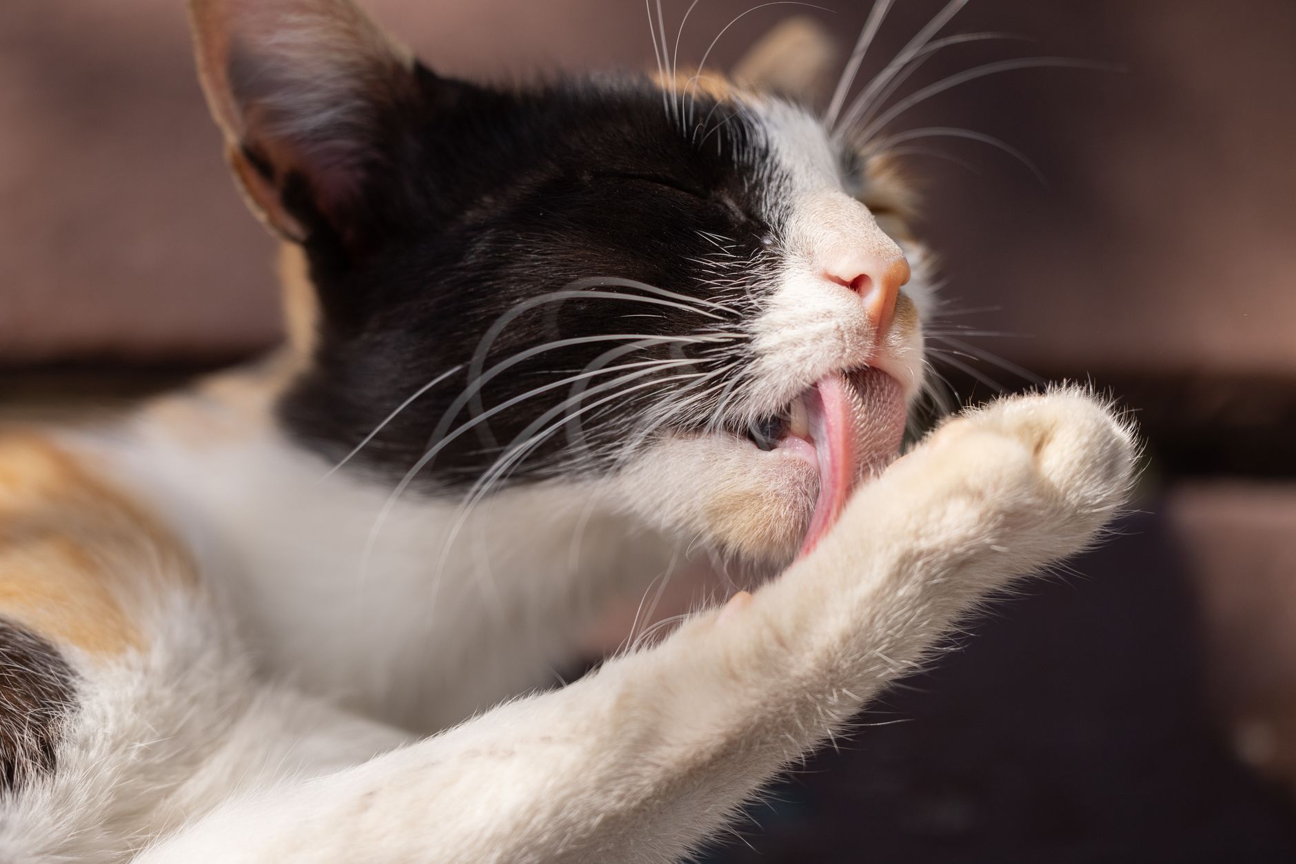 Katze pflegt sich selbst